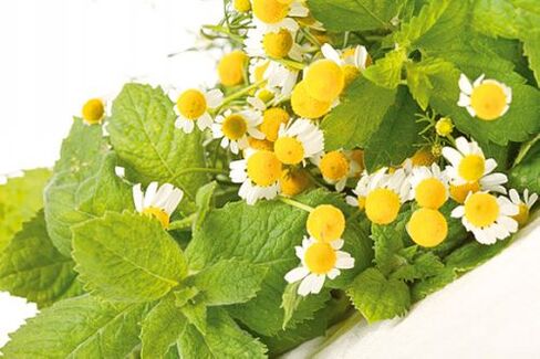 chamomile to increase strength