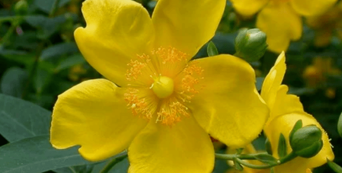 Plants to increase power