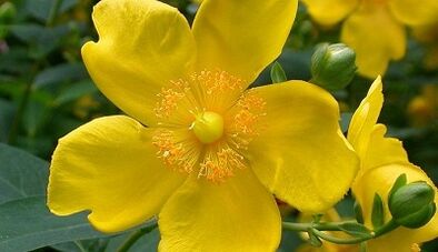 How to increase power with popular remedies
